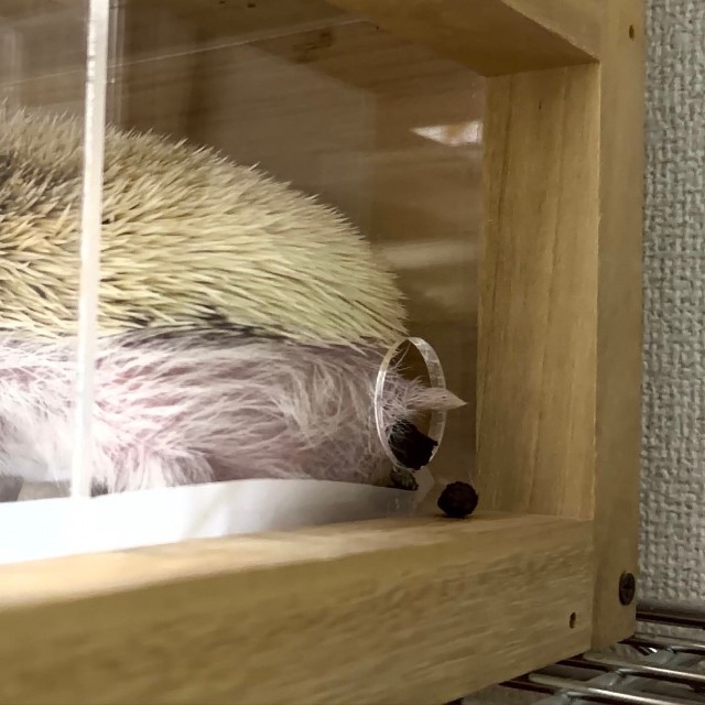 ケージの穴からお尻を出して排泄中／もぐもぐ風林火山さん（@toxinum）提供