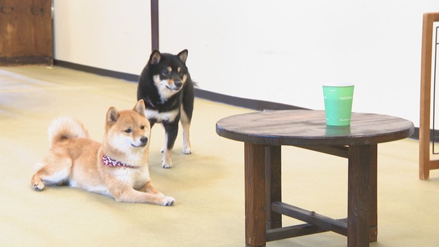 かわいい豆柴と触れ合えるカフェや愛犬家向けレストランも　ゴールデンウィークに動物と一緒に楽しめるスポット　岡山・香川【ほっとマルシェ】