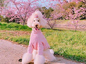 お散歩中、桜をバックにポーズ　プードルの「チョコ」