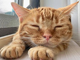 窓辺のかわいい寝顔、そーっとパチリ　マンチカン「きなこ」　