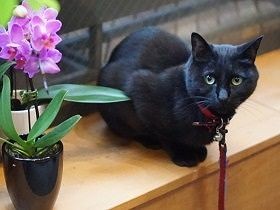 花屋に迎えられた黒い子猫　商店街をお散歩、家族に笑顔もたらす