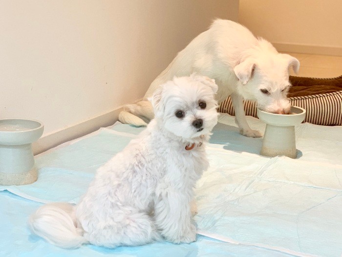 ニーナを見守る我が家の神ムーちゃん