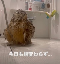 「あ〜気持ちいい〜！」大好きなシャワーを楽しむベンガルワシミミズクのもずく君（提供：@mozmoz0704さん）