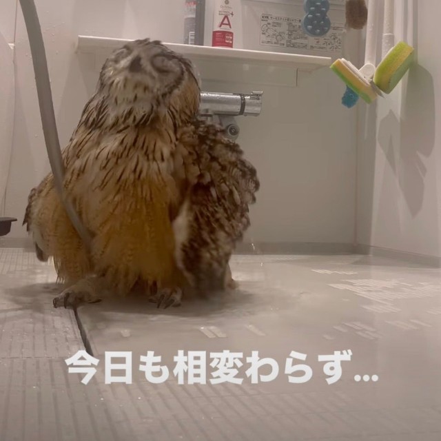 「あ〜気持ちいい〜！」大好きなシャワーを楽しむベンガルワシミミズクのもずく君（提供：@mozmoz0704さん）