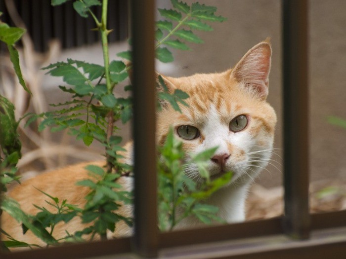 隣の家の庭を散策中（小林写函撮影）