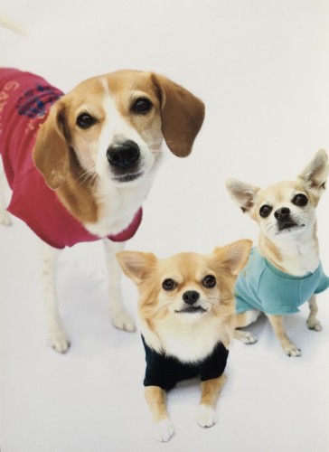 森廣家の歴代の愛犬。左からさくらこ（ビーグル×柴）、みかん（ロングコートチワワ）、ゆず（スムースチワワ）。森廣さんの実家が植木屋さんのため、誕生日の時期に咲く花の木の名前をつけた。こうめは鼻が梅のようだったので、梅に“こ”をつけた。（森廣さん提供）