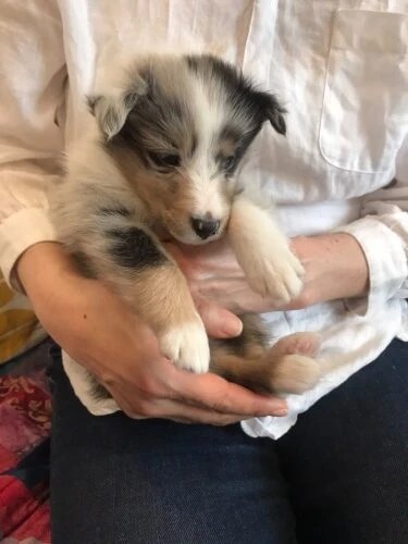 家にきたころの「ティノ」