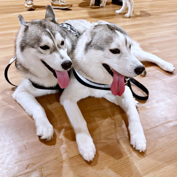 仲良く寄り添う （左から）グルートくん、ロゼくん（画像提供：シベリアンハスキー ロゼさん）