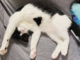 胸にきれいな逆三角形の模様があるよ　白黒MIX「Boo」　