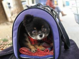 ペット連れ避難者も受け入れます！　大分の「動物愛護センター」