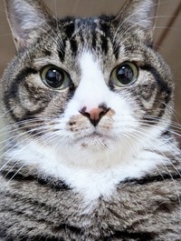 鮭を食べた飼い主さんに無言の圧をかけるひゅうちゃん（画像提供：ふみさん）