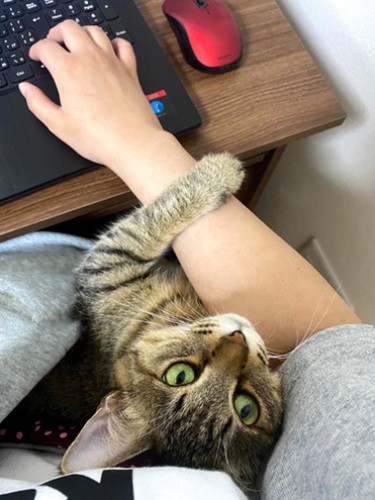 仕事を邪魔するイズ（飼い主提供）