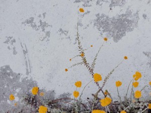 夢を諦め年相応の女性の生活を得た。満たされているのに枯渇している