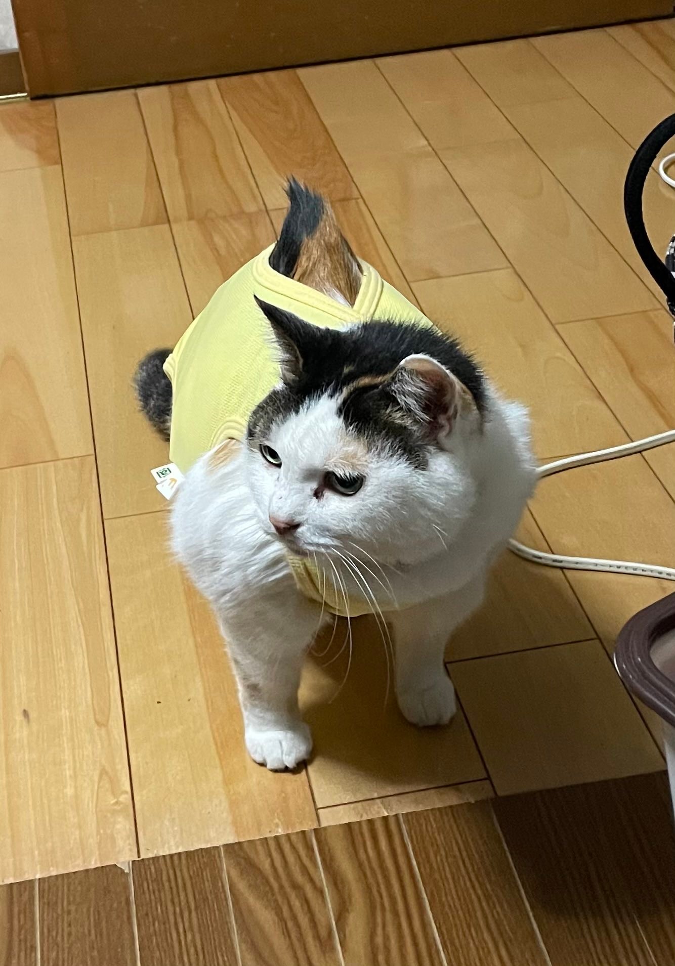 筋肉 ムキムキすぎる猫 その正体ははみ出たフサフサの毛だった ほ とせなnews 筋肉 ムキムキすぎる猫 その正体ははみ出たフサフサの毛だった ほ とせなnews