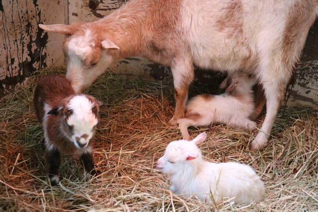 二匹のはずが…一頭増えてる！？