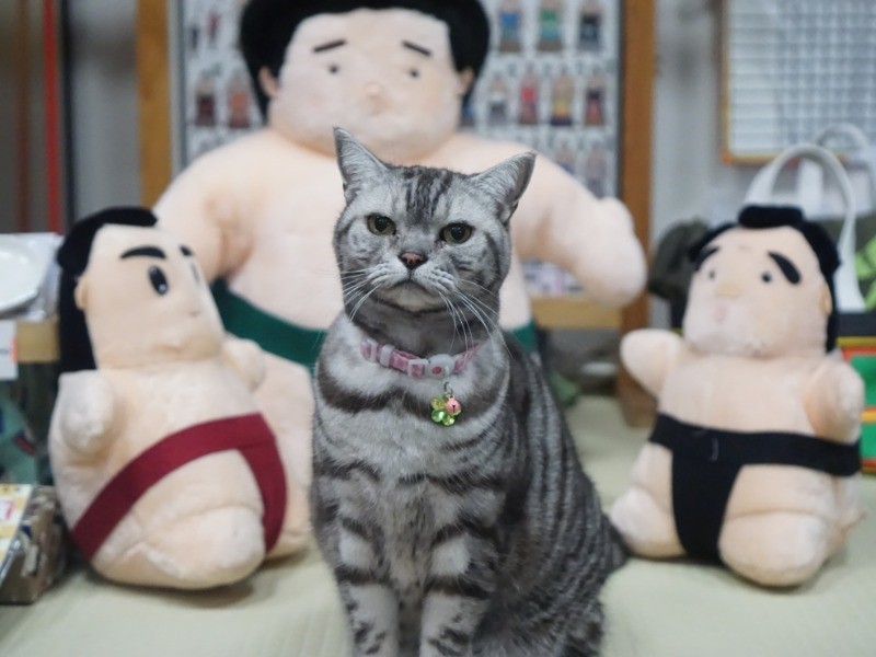 猫嫌いの家族を猫好きに変えた子猫 しにせの 幻の看板猫 に Sippo シッポ