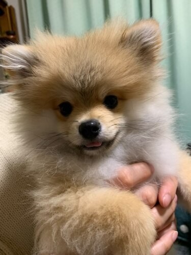 家にきたころの「ふじ」