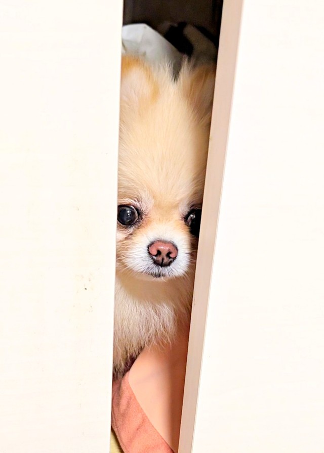 「まだ寝たくない…」寝室から顔をのぞかせるこの太くん（画像提供：この太さん）