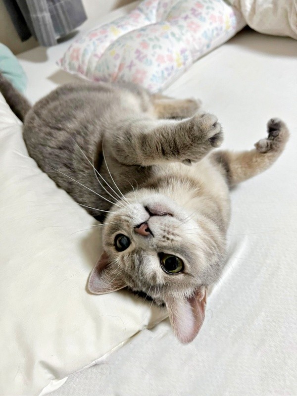 ゴロンと寝そべる翠ちゃん（画像提供：@rhdrw.anさん）