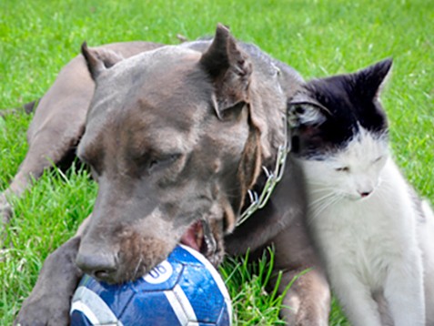 なぜJAVAが犬猫へのマイクロチップ「義務化」に反対なのか