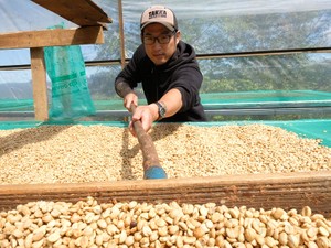 世界ブランドまであと少し　知られざるコーヒー大国ベトナムで描く夢