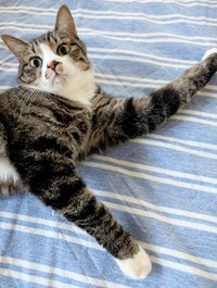 猫時計！？ 16時10分をさしてるかのようなひゅうちゃん（画像提供：ふみさん）