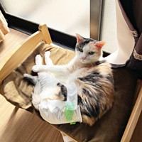 窓辺で日向ぼっこするウララちゃん（画像提供：リキペペさん）