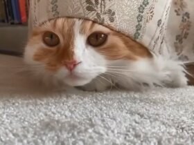 カーテンから猫がひょっこり！　ゴロゴロ中の犬も〈sippoおもしろ写真〉