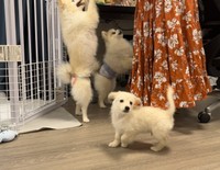 お兄さん、お姉さんポメより小さかったとろろくん（手前）（ポメックスのとろろくんさん提供）