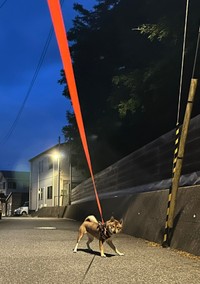 朝4時、全力で散歩拒否する海珠ちゃん（画像提供：海珠 四国犬さん）
