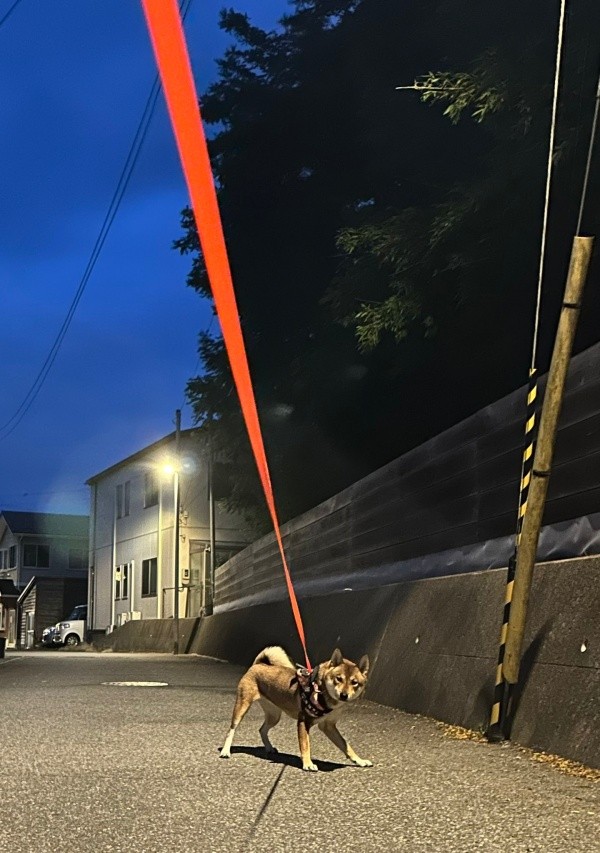 朝4時、全力で散歩拒否する海珠ちゃん（画像提供：海珠 四国犬さん）