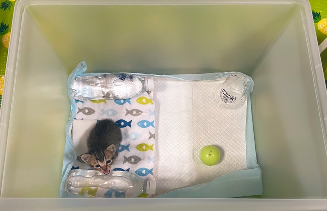 即席の段ボールのおうちから“新居”にお引っ越ししました