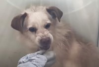 スタッフの手に噛みつこうとするルード