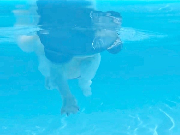 リズミカルな「犬かき」で泳ぐえみちゃん（画像提供：マルチーズのえみさん）