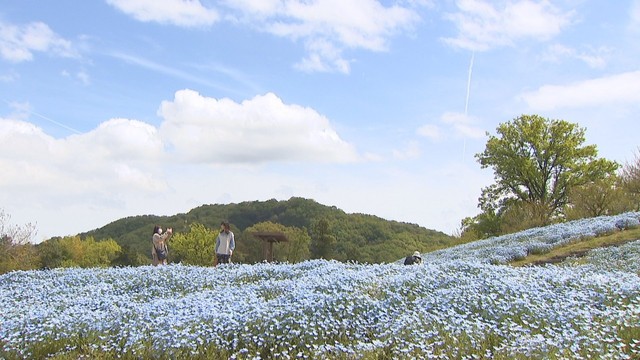 ネモフィラとチューリップが見頃・国営讃岐まんのう公園　香川
