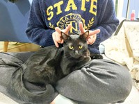 飼い主さんの膝上でまったり♪ 安心してくつろぐどんちゃん（画像提供：おぬどんさん）