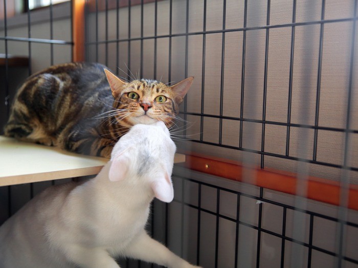 励ましのぐいっ！