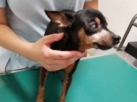 視力が落ちた愛犬　大好きなごはんの場所へは、まっしぐら！