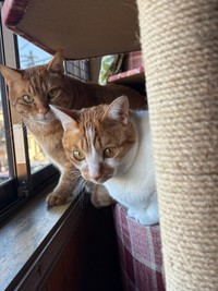 れおくん（右）とじんくん（左）／保護猫のじん君さん（hogoeko_Jin）提供