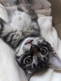 子猫の頃ののりまきくん（ぽにょこロイドさん提供）