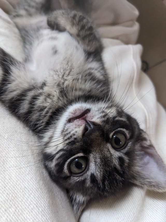 子猫の頃ののりまきくん（ぽにょこロイドさん提供）