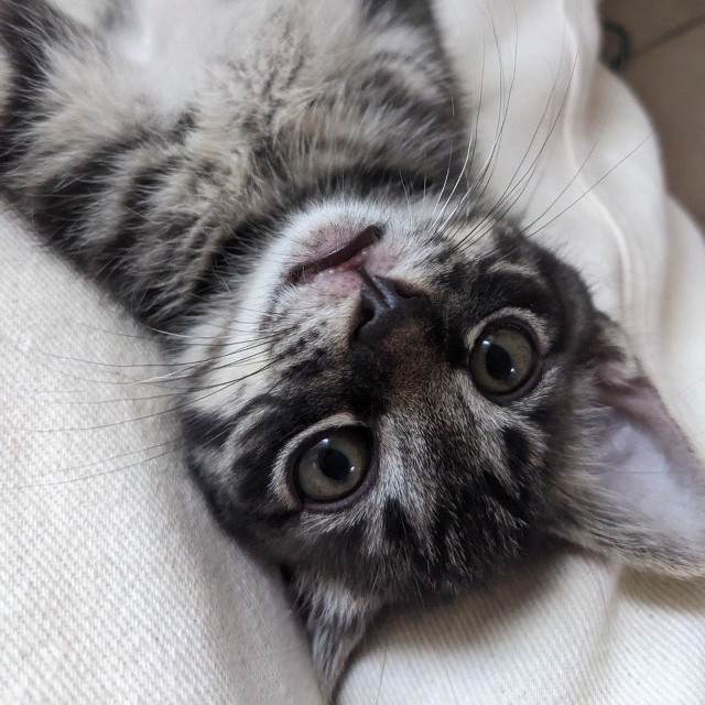子猫の頃ののりまきくん（ぽにょこロイドさん提供）