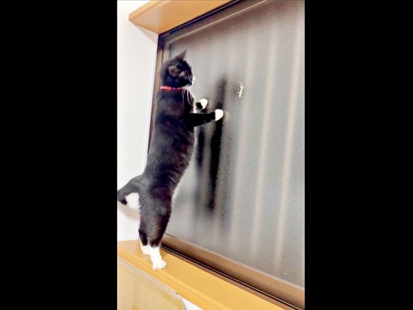 ヤモリを見つけて窓にやって来たあられちゃん（画像提供：もちすけさん）