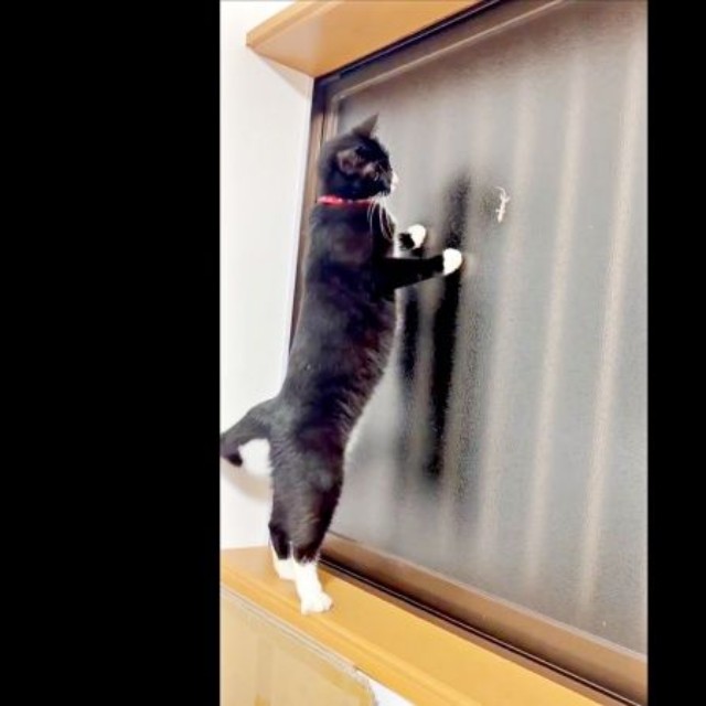 ヤモリを見つけて窓にやって来たあられちゃん（画像提供：もちすけさん）