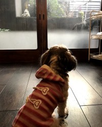 お客様を待つべーちゃん。しっかり看板犬の務めを果たしている
