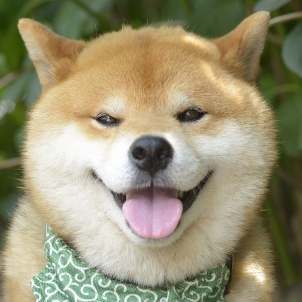 人間のヨメと気ままな田舎暮らしを満喫中（パイ インターナショナル）