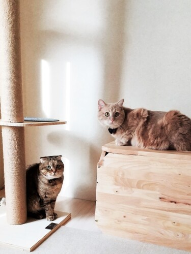 和室を夫妻手作りの猫プレイルームに（雪美さん提供）