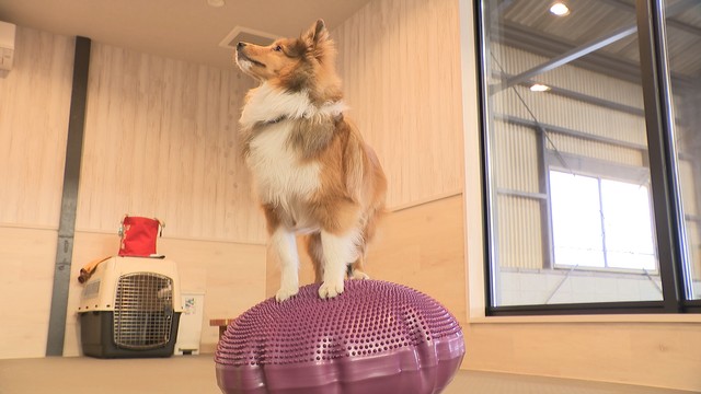 犬も元気に長生きを…犬の健康維持に特化した施設オープン　体幹トレーニングに泡のバスも　岡山・倉敷市