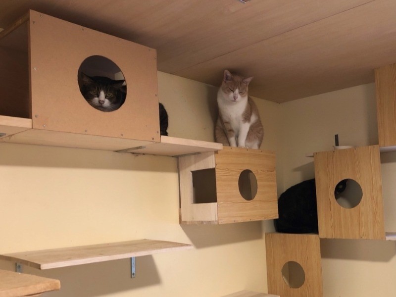 保護部屋は工夫がいっぱい(保護部屋、家の改築とも建築家の清水満さんが担当）