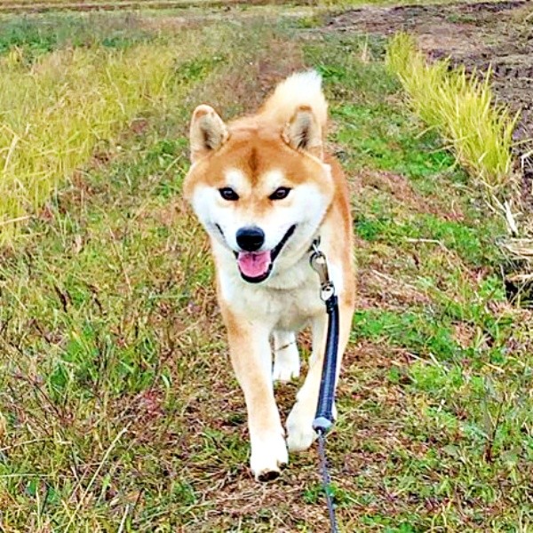 ニコニコ笑顔で散歩するティーくん。夏を感じるダイブ姿にも注目！（画像提供：柴犬ティーくん＆パパさん）